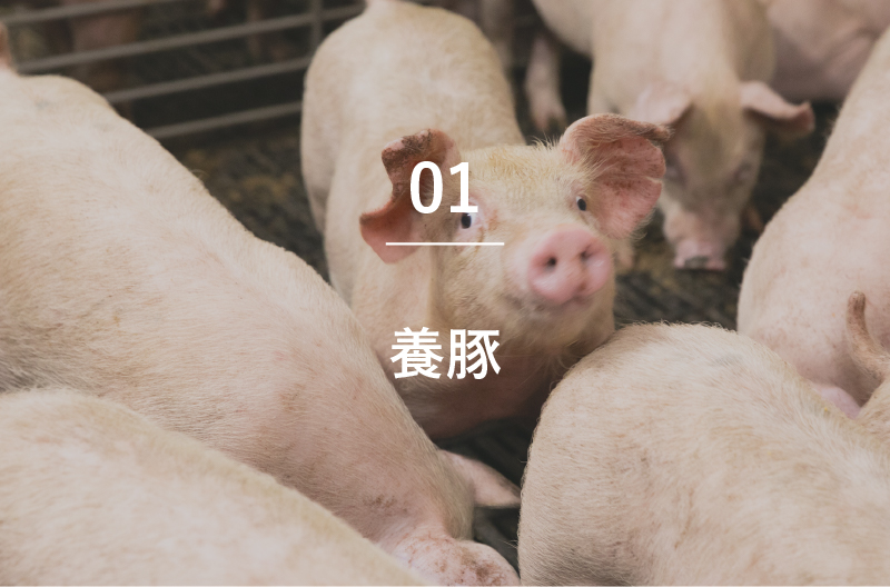 養豚